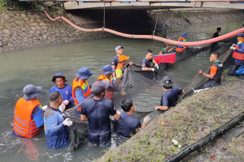 Pemprov DKI Gencar Basmi Ikan Sapu-sapu, 68 Ribu Ekor Berhasil Ditangkap