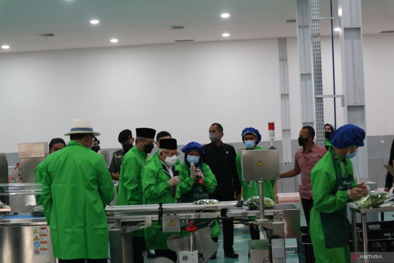 Wapres Ma'ruf Amin Sebut Pertanian Hidroponik Bisa Tingkatkan Kualitas Pangan Masyarakat