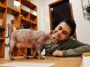Raditya Dika Ungkap Alasan Jadikan Kucing Sebagai 'Teman Hidup'