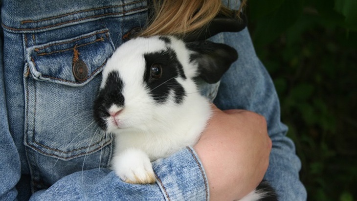 Bukan Hanya Anjing, Kepolisian di California Hadirkan Kelinci di Satuannya