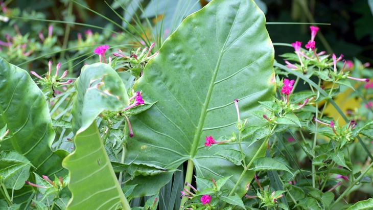 Daun talas mencegah kanker (Sumber: Pixabay/SandeepHanda)
