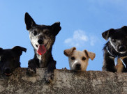 Ras Anjing yang Membantu Kebutuhan Manusia