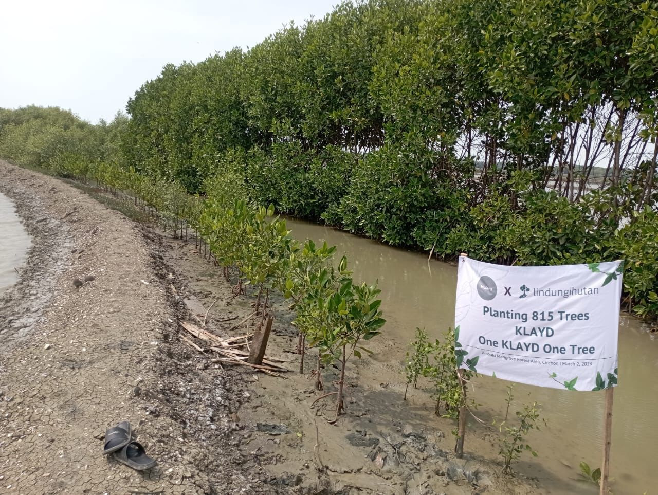 KLAYD Tanam 815 Mangrove di Cirebon