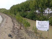 KLAYD Tanam 815 Mangrove di Cirebon