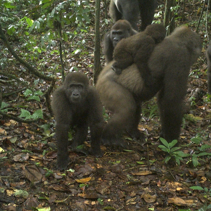 Kemungkinan besar masih bisa bereproduksi. (Foto: The Guardian)