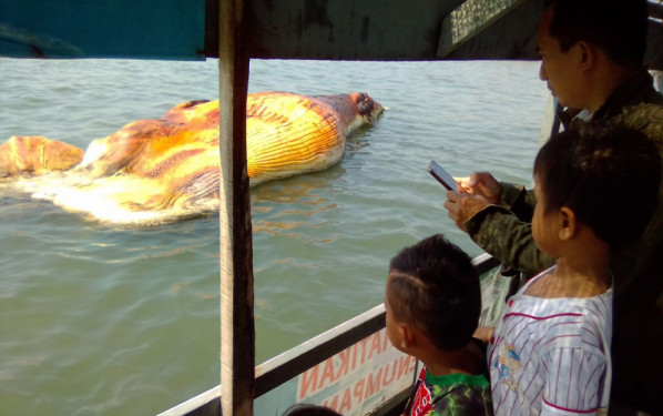 Paus Bungkuk Berbobot 36 Ton Ditemukan Mati di Probolinggo