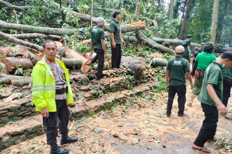 Kronologis 2 Turis Asing Tewas Tertimpa Pohon di Monkey Forest Bali