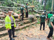 Kronologis 2 Turis Asing Tewas Tertimpa Pohon di Monkey Forest Bali