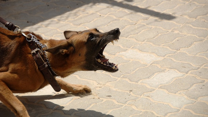 Ingatkan Bahaya Rabies, Minahasa Catat 796 Kasus Gigitan Anjing