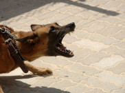 Ingatkan Bahaya Rabies, Minahasa Catat 796 Kasus Gigitan Anjing