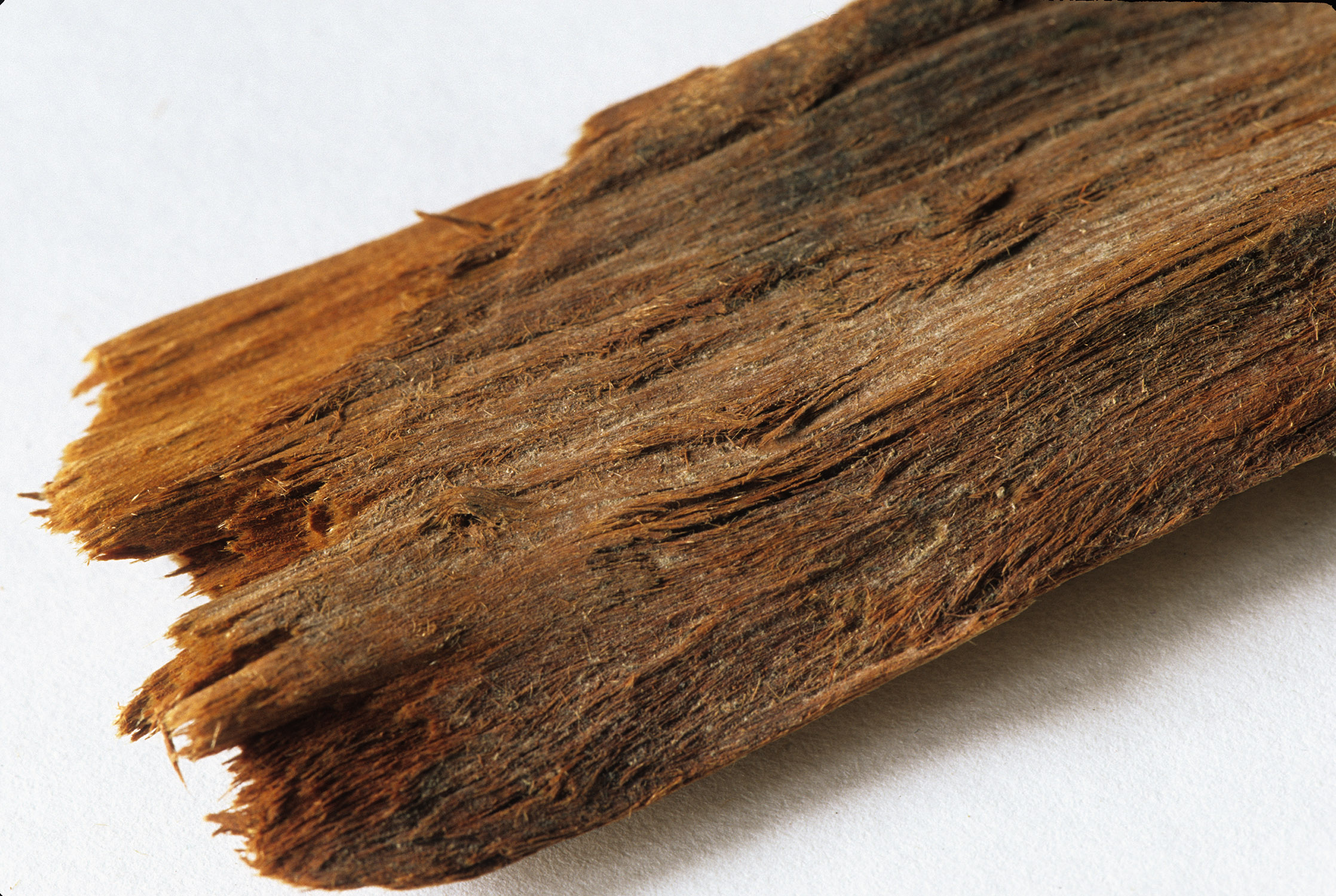 Kayu yohimbe (Sumber: NCCIH)