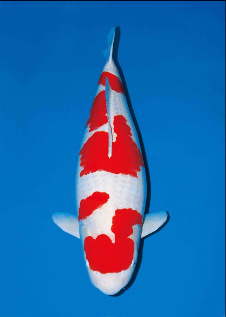 Trivia 5 Kohaku Adalah Jenis Termahal Ikan Koi (foto Pinterest Endi Gunnadi)