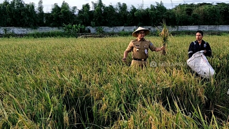 Dengan Seragam Dinas, Anies Turun ke Sawah dan Panen Padi