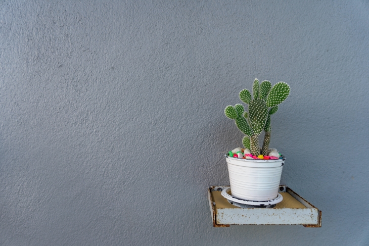Kaktus merupakan tumbuhan kokoh yang kuat terhadap cuaca apapun dengan kekokohannya tanaman hias yang satu ini dirokrmdasikan untuk pemula yang baru memulai hobi bercocok tanam (Foto: Unsplash/stefan-kunze)