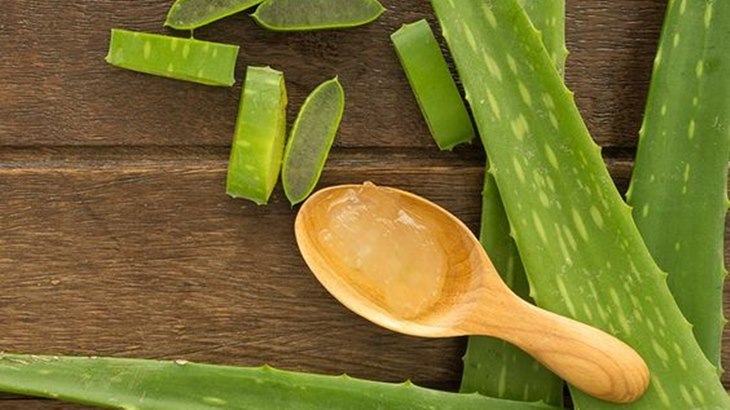 lidah buaya