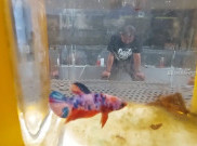 Pemkot Solo Bikin Event Nasional Kontes Ikan Cupang Piala Wali Kota