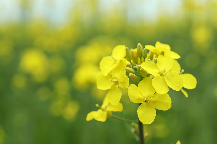 minyak canola
