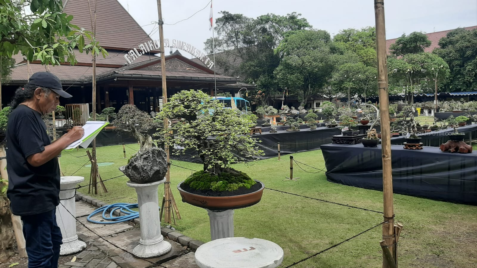 Ratusan Pohon Bonsai Penuhi Kantor Gibran, Harganya Capai Ratusan Juta