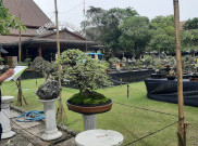 Ratusan Pohon Bonsai Penuhi Kantor Gibran, Harganya Capai Ratusan Juta