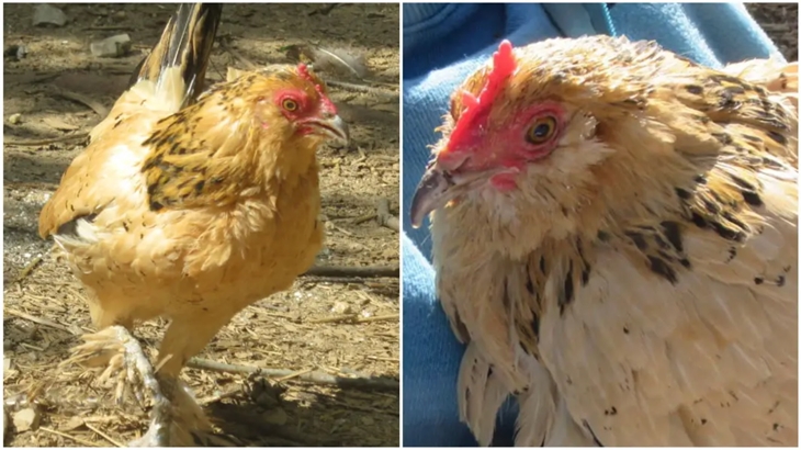 Peanut, Ayam Tertua di Dunia Berusia 21 Tahun