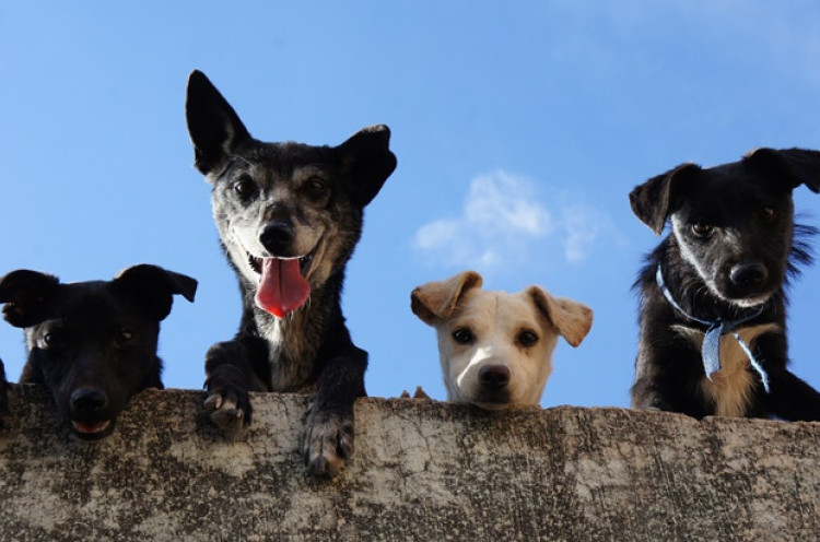 5 Ras Anjing yang Dikenal Setia