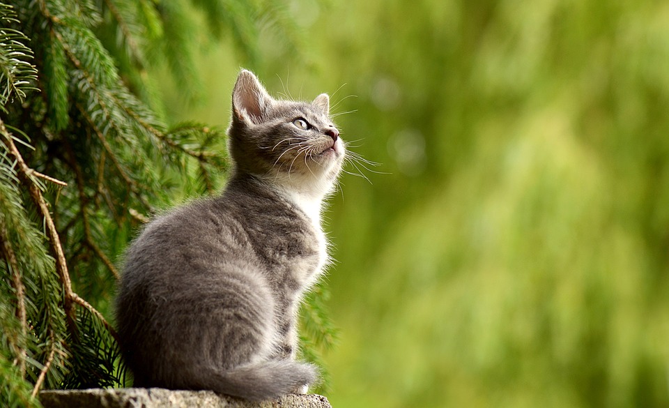 Kucing kenal dengan nama mereka (Sumber: Pixabay/susannp4)