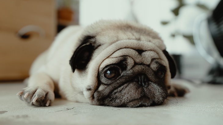 Kenali 5 Ciri-Ciri Anjing Sakit, Segera Bawa ke Dokter