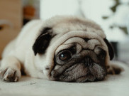 Kenali 5 Ciri-Ciri Anjing Sakit, Segera Bawa ke Dokter