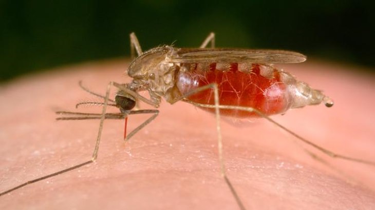 Super Malaria Bakal Menjadi Momok