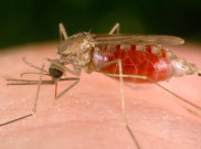 Super Malaria Bakal Menjadi Momok