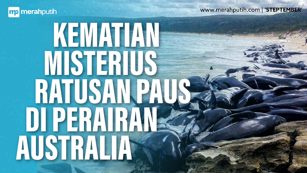 Misteri Kematian Ratusan Paus di Perarian Australia