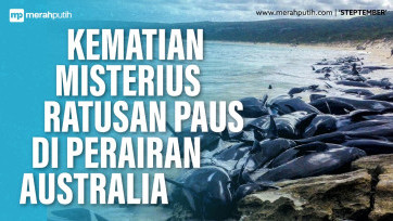Misteri Kematian Ratusan Paus di Perarian Australia