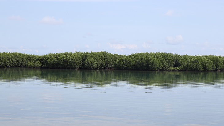 Delegasi Uni Eropa Adopsi 1.000 Pohon Mangrove di Pulau Harapan
