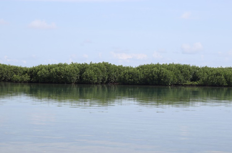 Delegasi Uni Eropa Adopsi 1.000 Pohon Mangrove di Pulau Harapan
