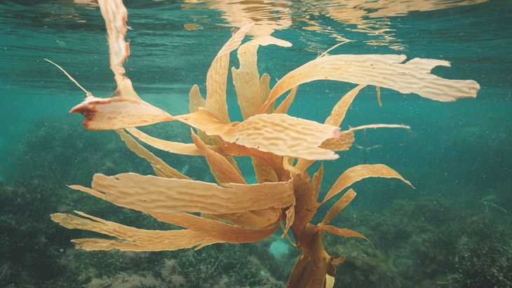 Penelitian: Sensor Kesehatan dari Rumput Laut Lebih Sensitif