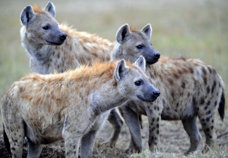 Hyena di dunia nyata adalah pemburu cerdas (Sumber: wallpapercave)