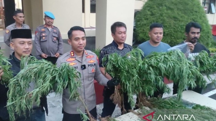 Polisi Ungkap Keberadaan Ladang Ganja 10 Hektare di Cianjur