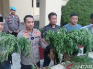 Polisi Ungkap Keberadaan Ladang Ganja 10 Hektare di Cianjur