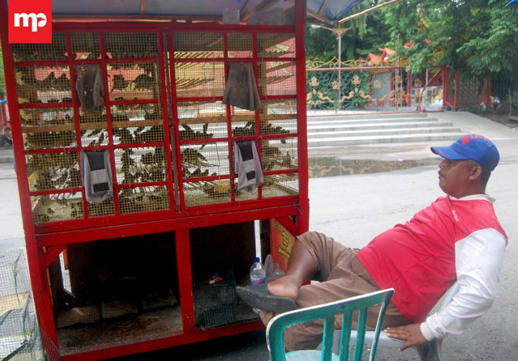 Hari Raya Imlek, Keuntungan Penjual Burung Pipit Bisa Mencapai Rp2,5 Juta 