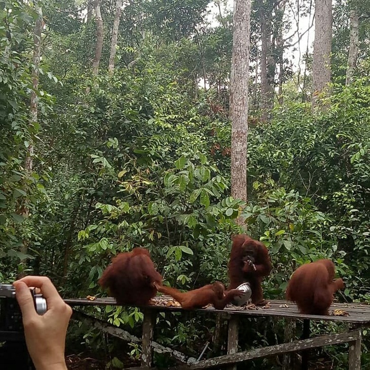 Penangkaran orangutan di Taman Nasional Tanjung Puting. (Foto: instagram.com/lestarilidia)