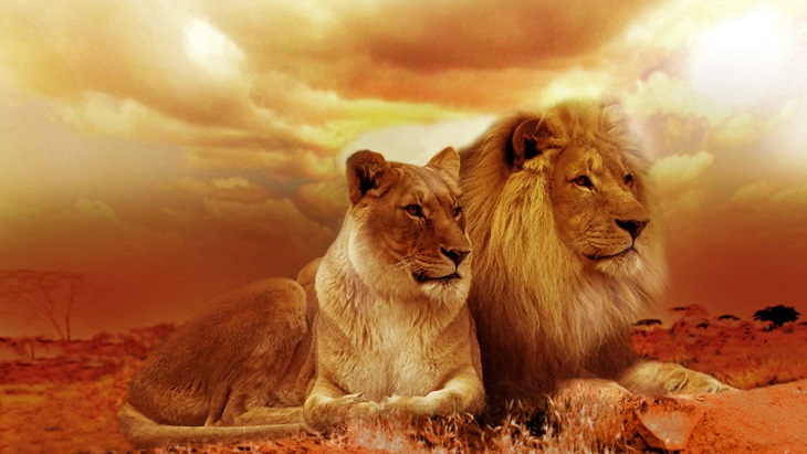 Berwisata 'Lion King' di Kenya dan Tanzania