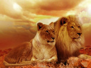 Berwisata 'Lion King' di Kenya dan Tanzania