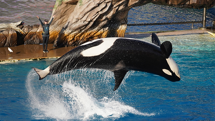 Kiska, si Orca Kesepian, Meninggal Dunia
