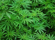 Tinjauan Kesehatan dari Ganja