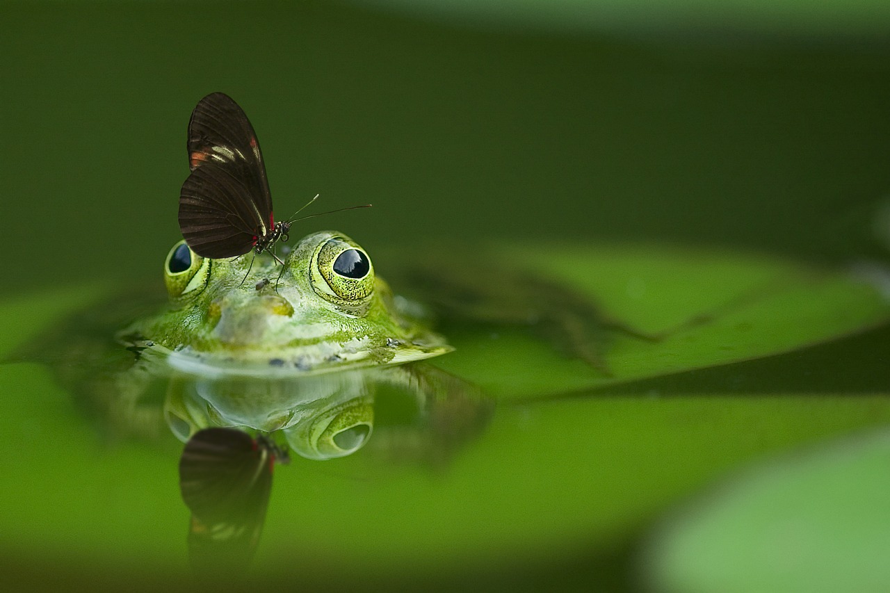 Kadang ada teman yang menusuk dari belakang (Foto: Pixabay/FrankWinkler)