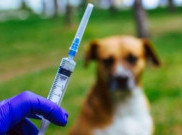Pemkot Gelar Vaksinasi Rabies Gratis di Kota Bandung