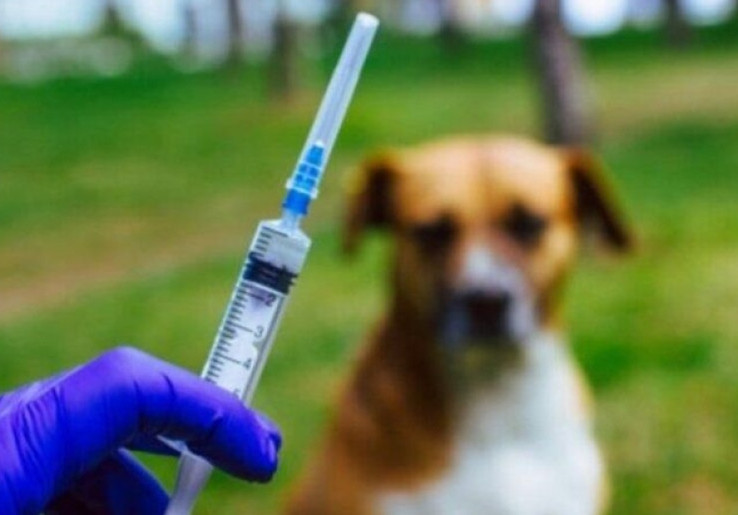 Pemerintah Jemput Bola Vaksinasi Ribuan Hewan Peliharaan, Jakarta Targetkan Bebas Rabies