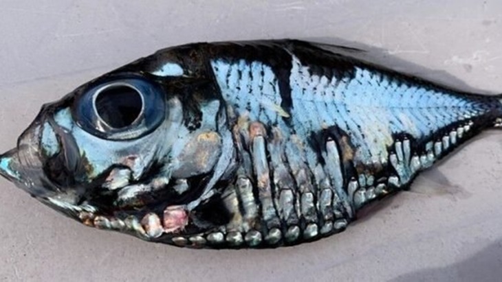 Seekor Ikan Misterius Gemparkan Media Sosial