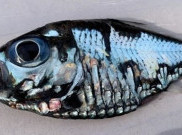 Seekor Ikan Misterius Gemparkan Media Sosial