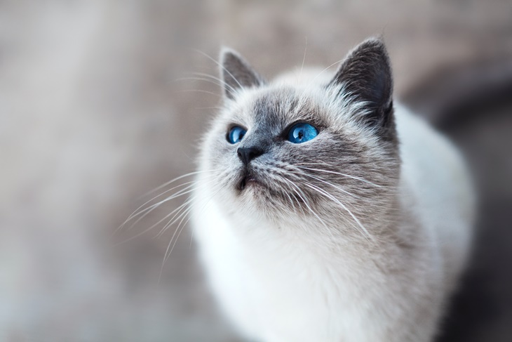 kucing